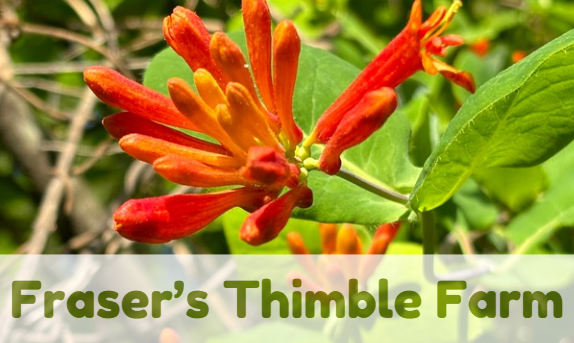 Fraser's Thimble Farm